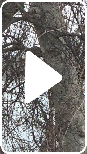 20260223 Flurries VideoBtn